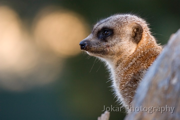 20060409_Western Plains Zoo_163.jpg - Meerkat on guard duty, Western Plains Zoo, Dubbo NSW